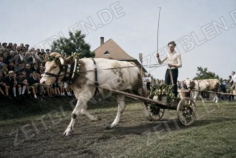 Ochsengespann auf der Rennstrecke in Cham