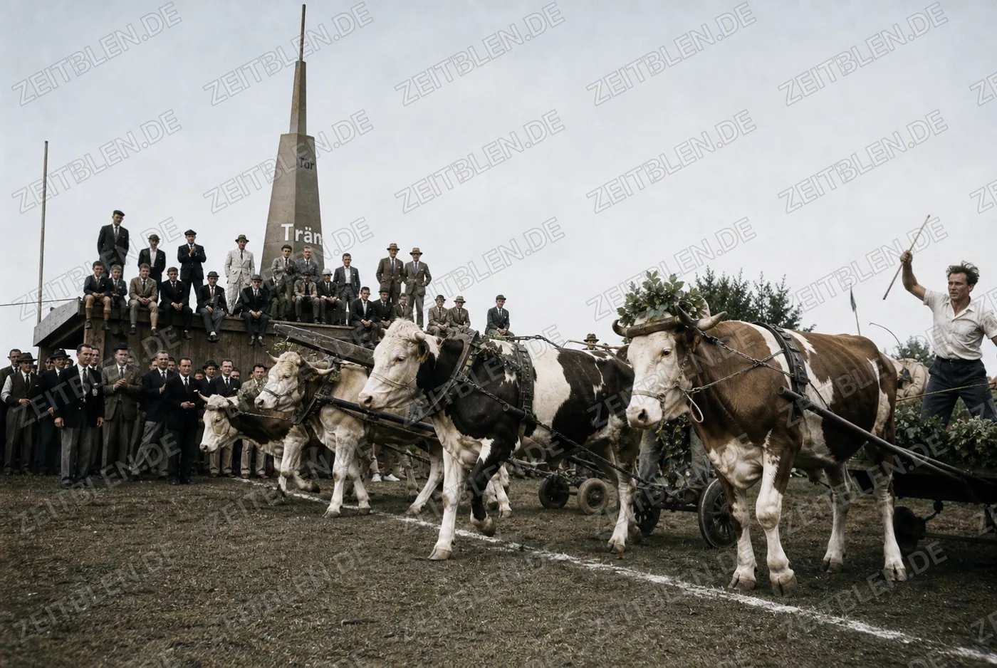 Ochsengespanne am Start des Chamer Rennens