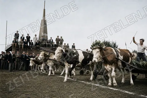 Ochsengespanne am Start des Chamer Rennens