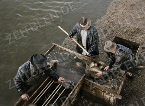 Karpfenernte beim Abfischen eines Teichs