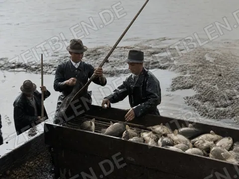 Arbeiter beim Verladen von Karpfen nach dem Abfischen