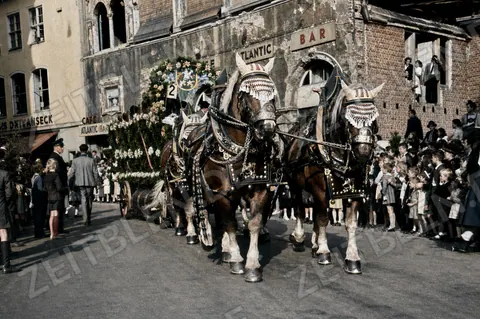 Pferdegespann mit Blumenwagen beim Münchner Blumenkorso 1949