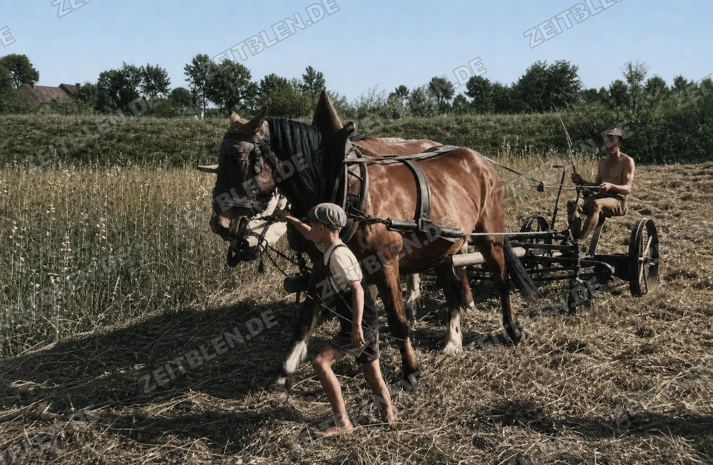 Kind und Fahrer mit Zugtiergespann, 27. August 1949