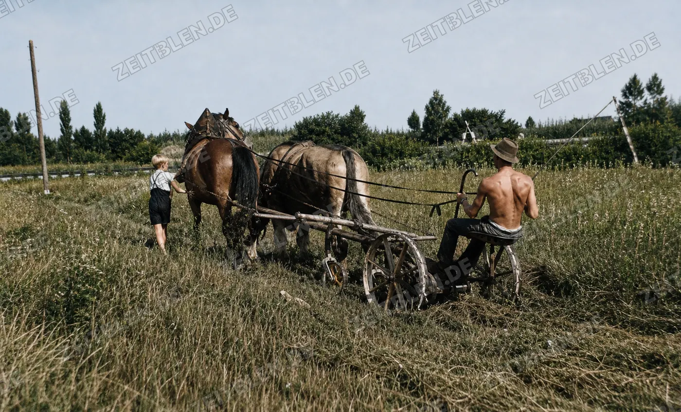 Pferdegespann mit Feldmaschine, 27. August 1949