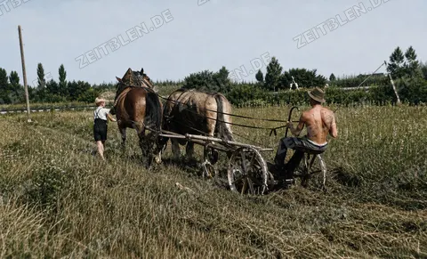 Pferdegespann mit Feldmaschine, 27. August 1949
