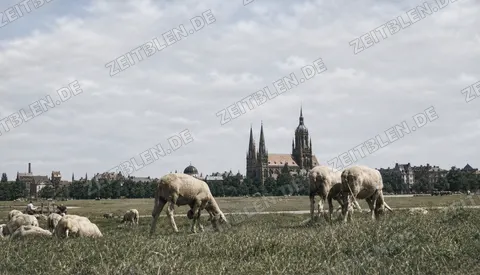 Schafe auf der Theresienwiese vor St. Paul