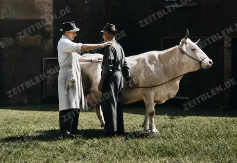 Tierarzt untersucht ein Rind mit einem Bauern