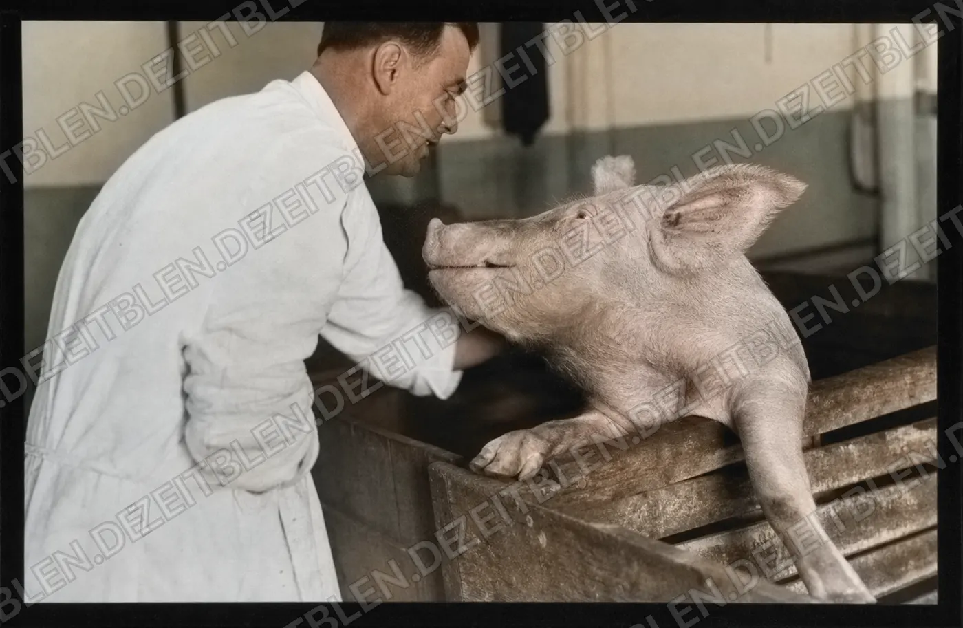 Schwein in Metzgerei oder Gastwirtschaft Ludwigsfeld, April 1949
