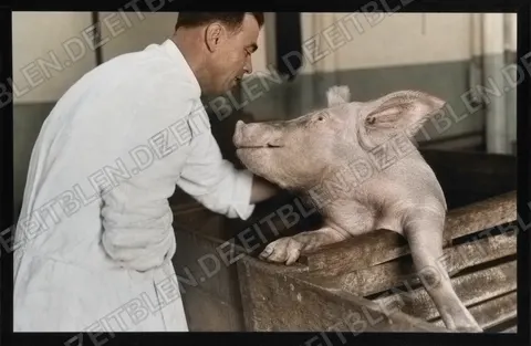 Schwein in Metzgerei oder Gastwirtschaft Ludwigsfeld, April 1949