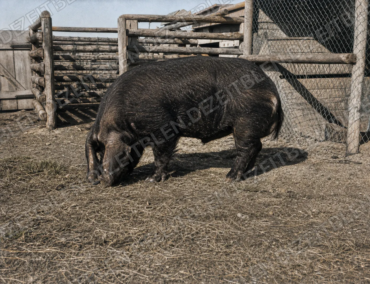 Schwein im Auslauf der Ludwigsfelder Schweinezucht, April 1949