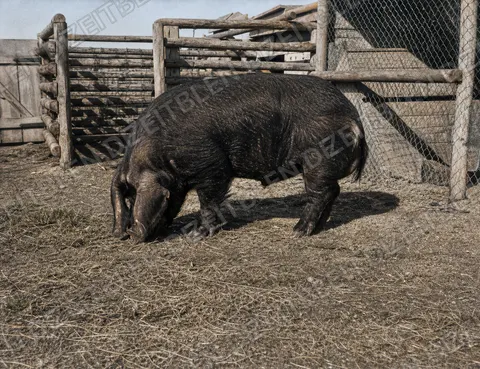 Schwein im Auslauf der Ludwigsfelder Schweinezucht, April 1949