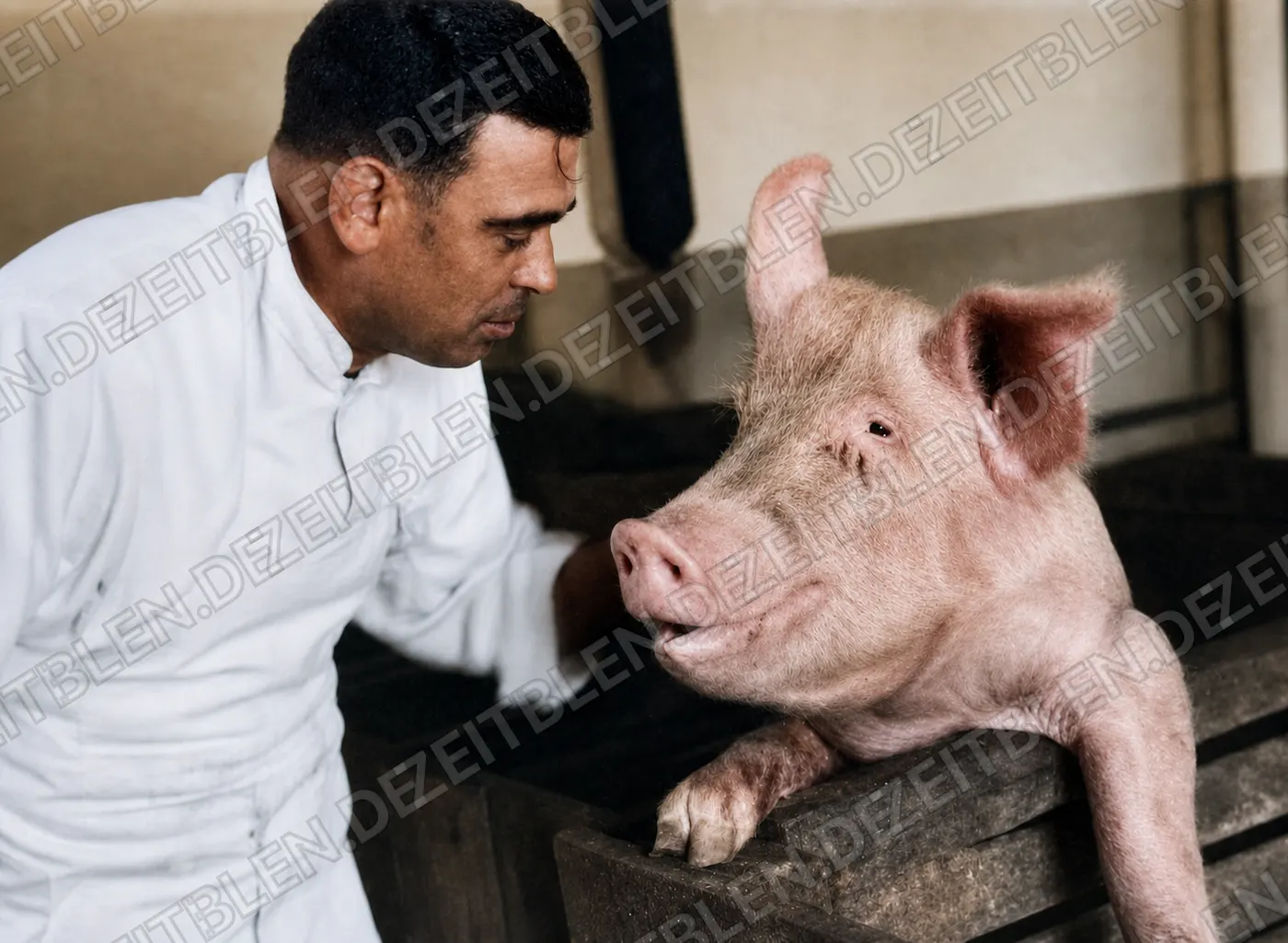 Mann mit Schwein in der Ludwigsfelder Metzgerei-Serie, April 1949
