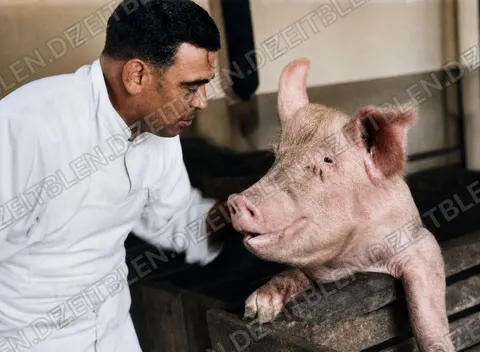 Mann mit Schwein in der Ludwigsfelder Metzgerei-Serie, April 1949