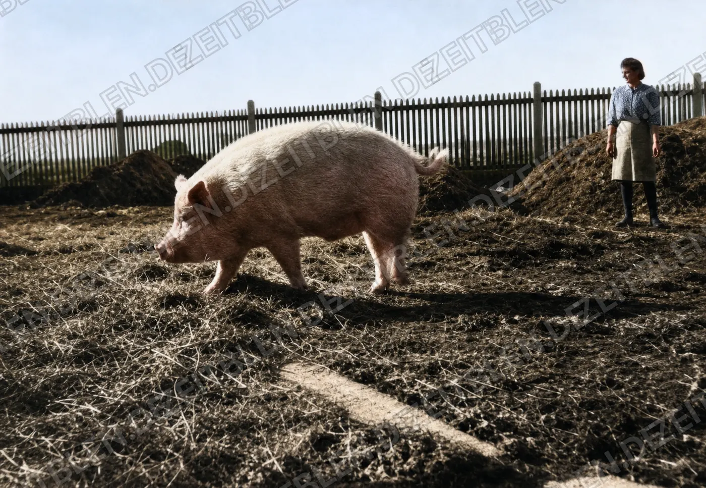 Schwein im Hof einer Ludwigsfelder Schweinezucht, April 1949
