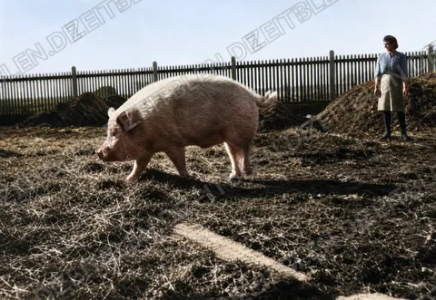 Schwein im Hof einer Ludwigsfelder Schweinezucht, April 1949