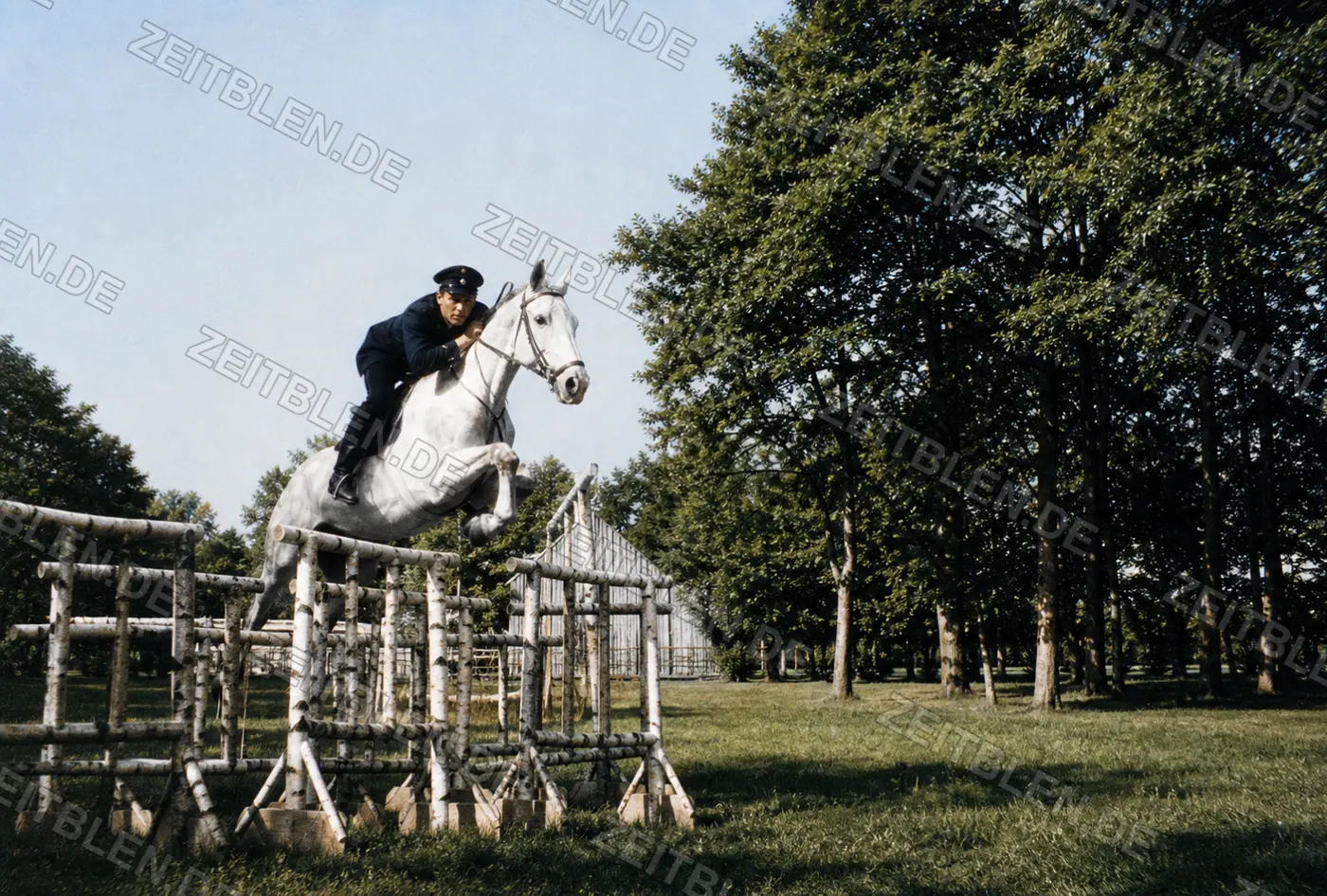 Springreiter auf hellem Pferd über Naturhindernis, 1954