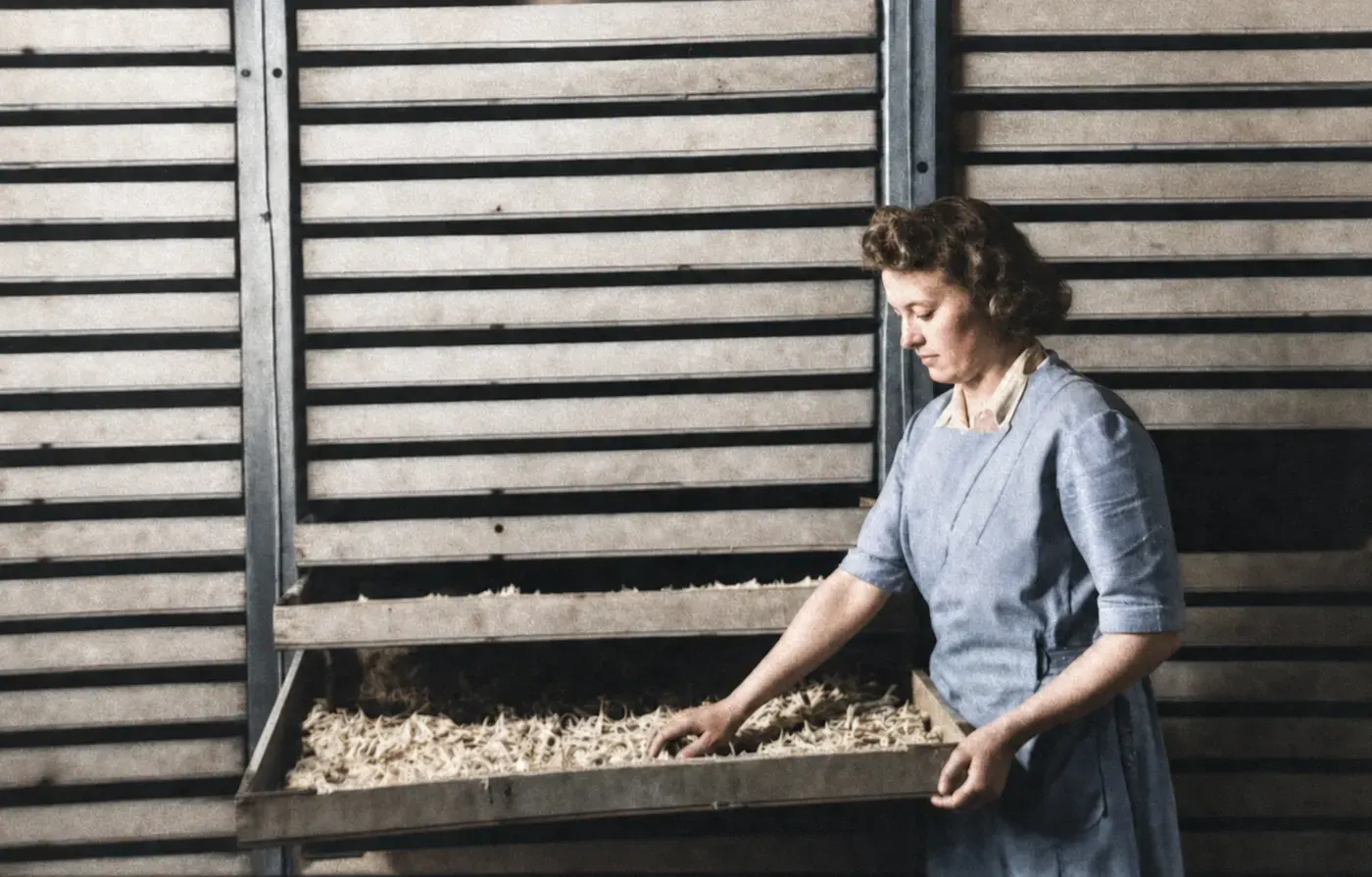 Arbeiterin an Trockengestellen der Seifenfabrik Schnell, München, 14. April 1949