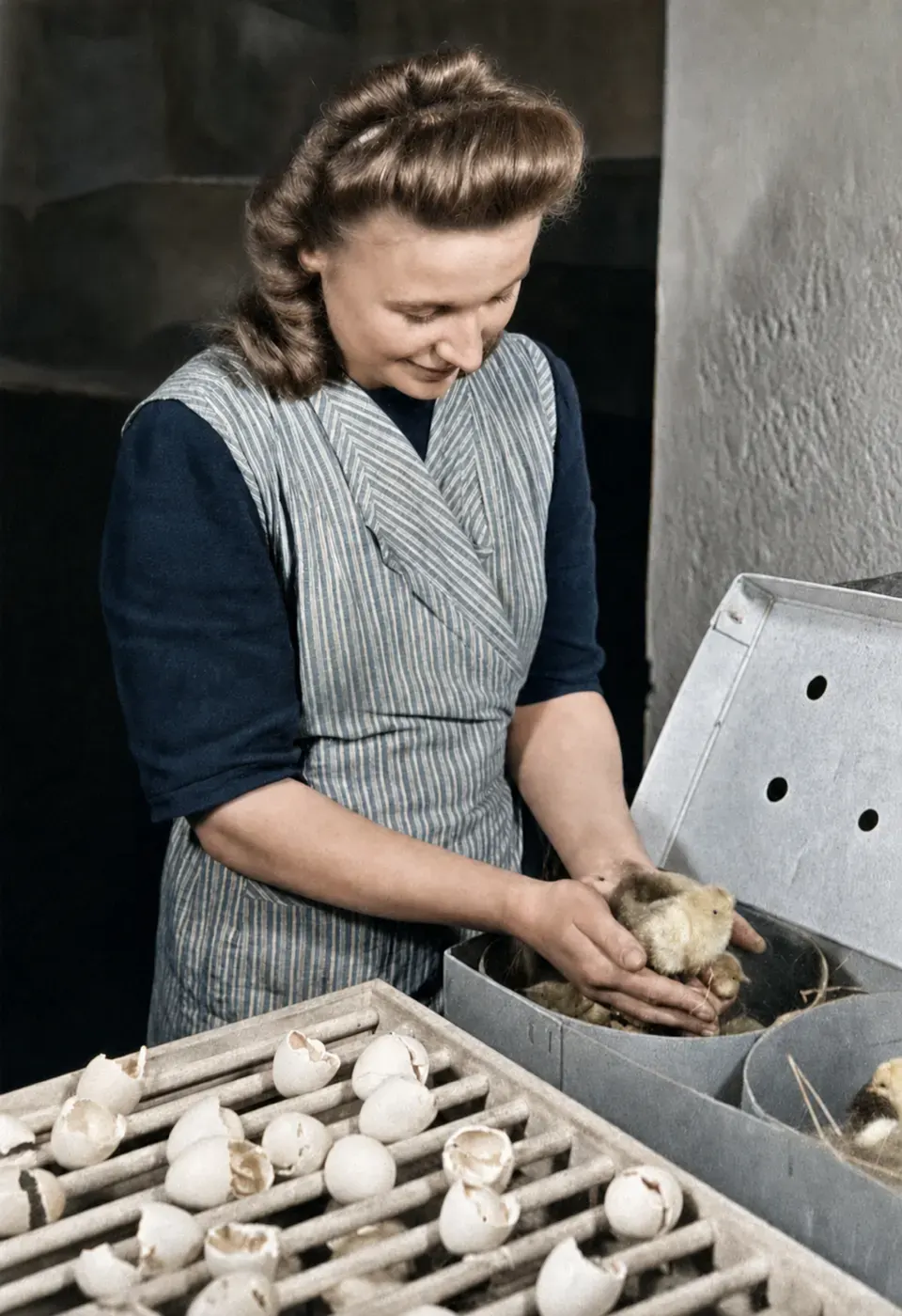 Arbeiterin entnimmt Küken aus einer Brutmaschine, München-Großhadern, 10. März 1949
