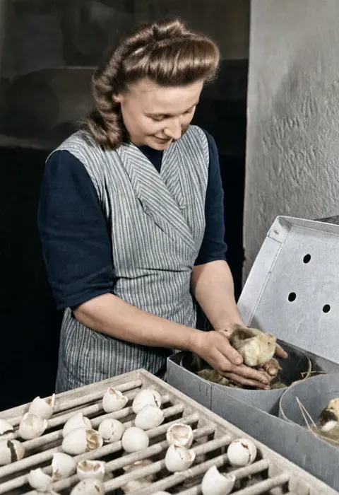 Arbeiterin entnimmt Küken aus einer Brutmaschine, München-Großhadern, 10. März 1949