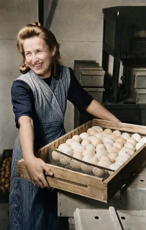 Arbeiterin mit Eiertray für eine Brutmaschine, München-Großhadern, 10. März 1949