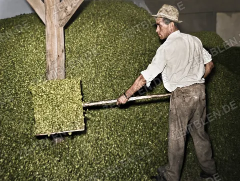 Arbeiter beim Verteilen von Hopfen, 26. August 1952