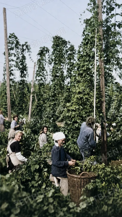 Hopfenpflückerinnen im Hopfengarten, 26. August 1952