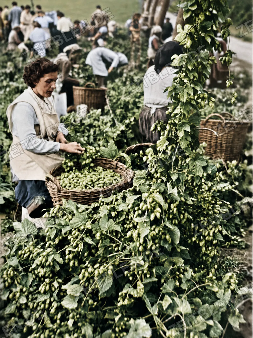 Hopfenpflückerin mit Korb, 26. August 1952