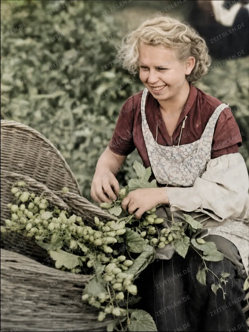 Porträt einer Hopfenpflückerin, 26. August 1952