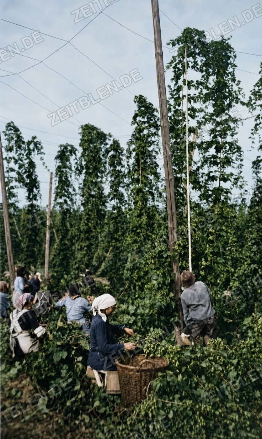 Hopfengarten mit Pflückern und hohen Stangen, 26. August 1952