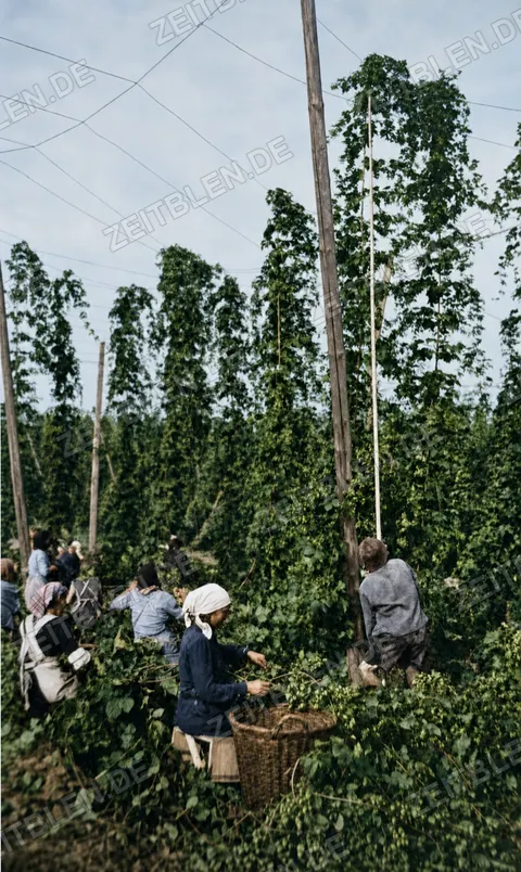 Hopfengarten mit Pflückern und hohen Stangen, 26. August 1952