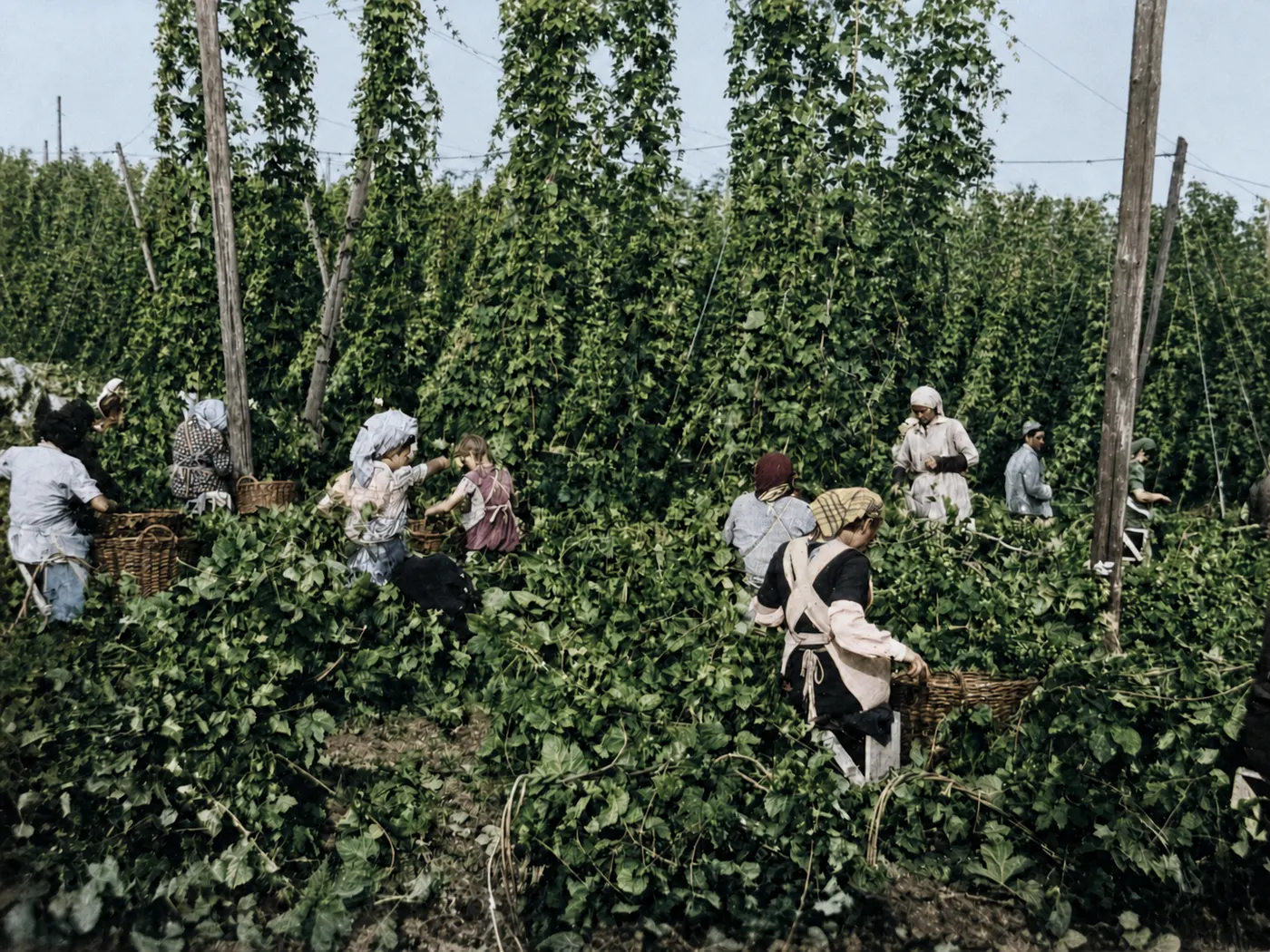 Hopfenpflücker im Hopfengarten, 26. August 1952