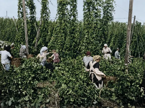 Hopfenpflücker im Hopfengarten, 26. August 1952