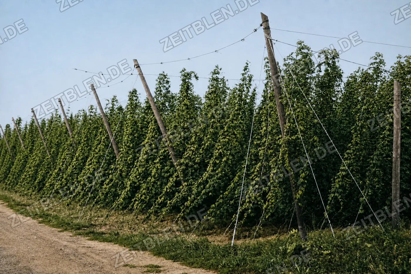 Hopfenreihen mit Stangen und Drahtgerüst, 26. August 1952