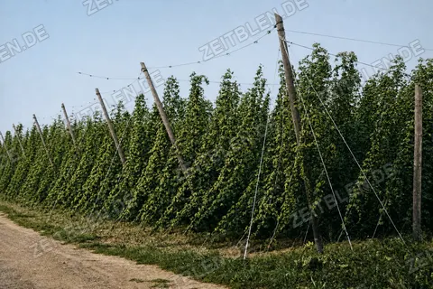 Hopfenreihen mit Stangen und Drahtgerüst, 26. August 1952