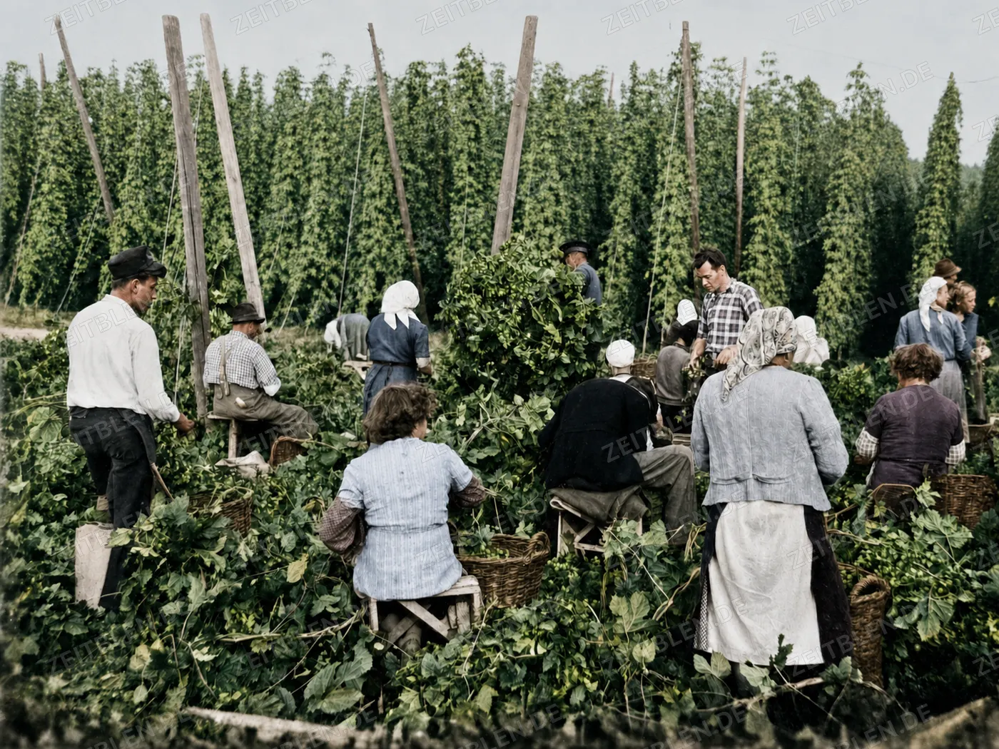 Gruppe von Hopfenpflückern bei der Ernte, 26. August 1952