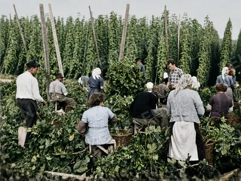 Gruppe von Hopfenpflückern bei der Ernte, 26. August 1952