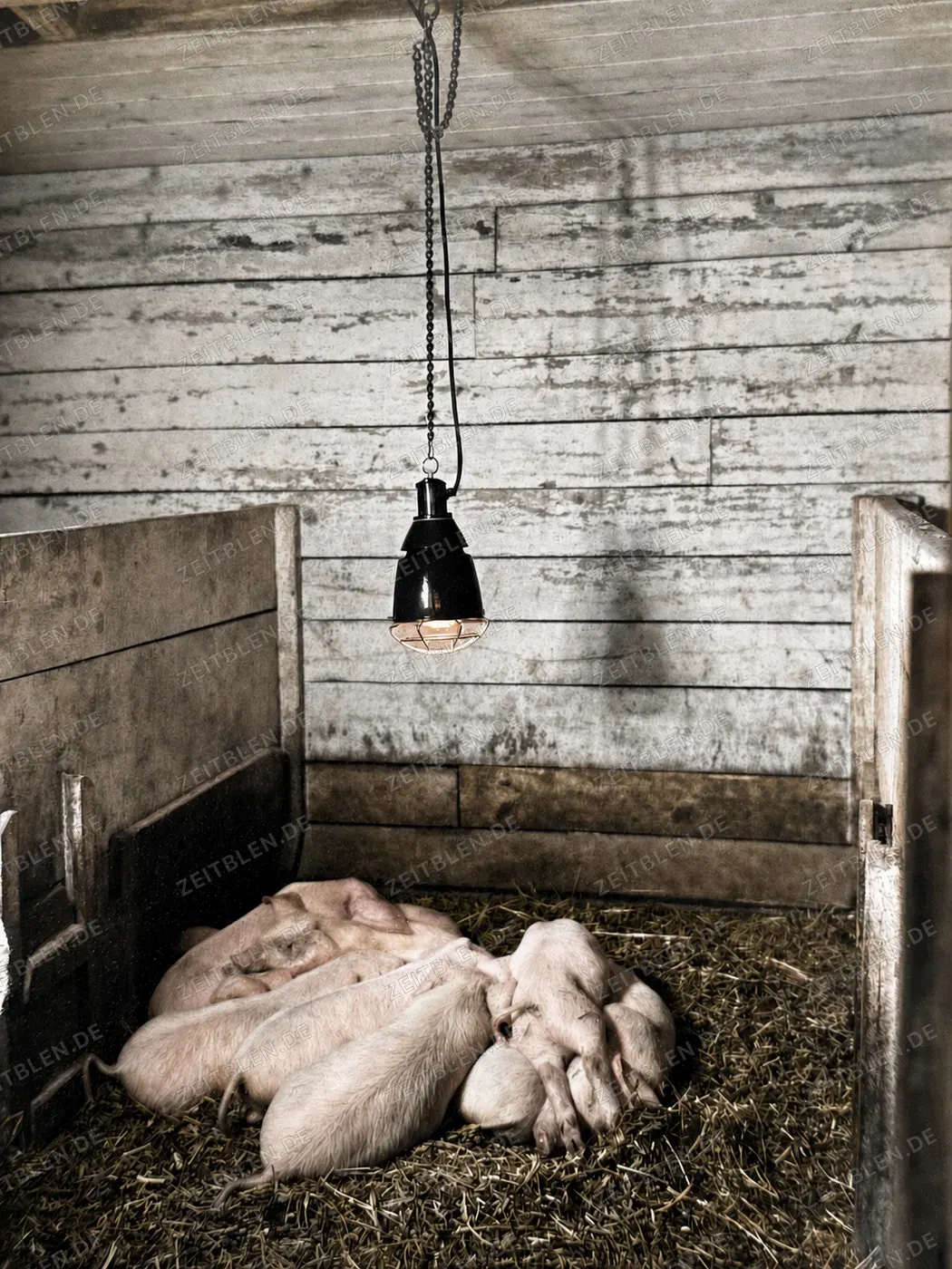 Sau mit Ferkeln im Schweinestall
