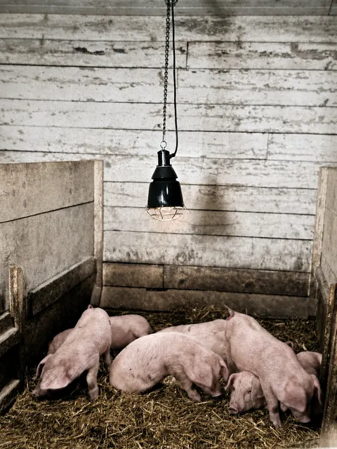 Ferkel unter Wärmelampe im Schweinestall