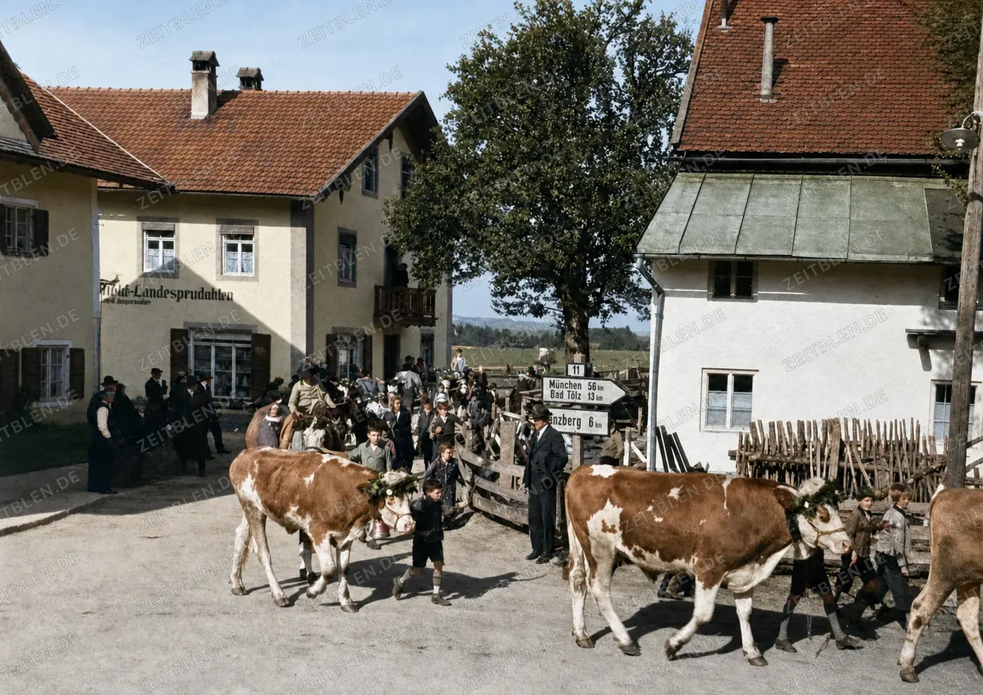 Viehabtrieb durch Bichl bei Penzberg