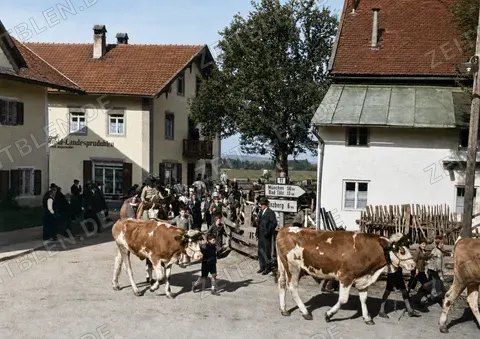 Viehabtrieb durch Bichl bei Penzberg