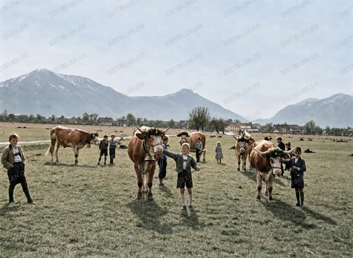 Viehscheid auf einer Wiese nahe Penzberg