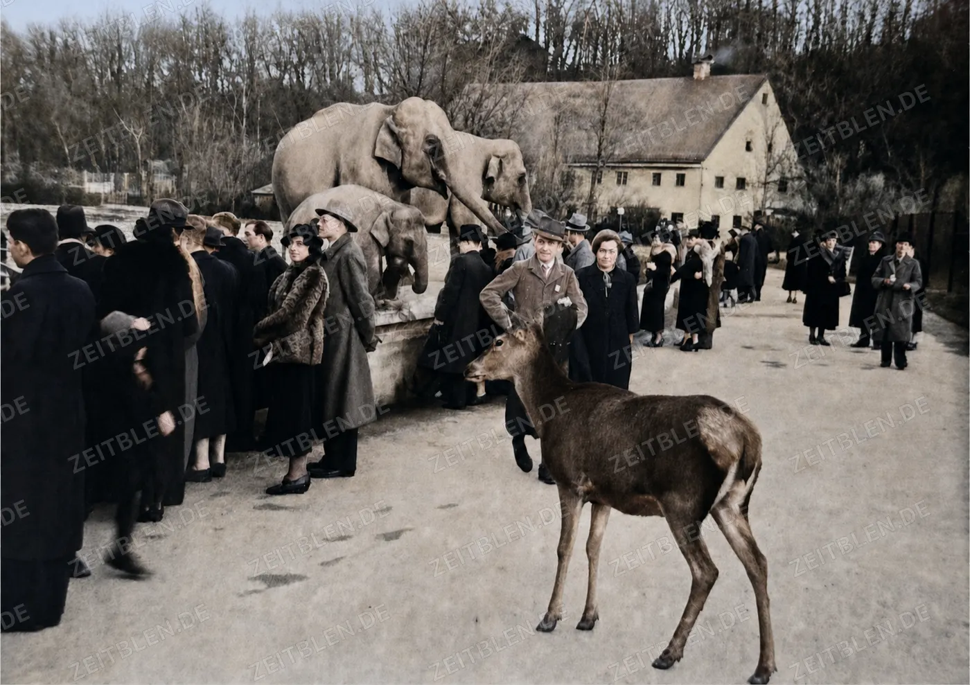 Hirschkuh zwischen Elefanten und Besuchern in Hellabrunn, 1936