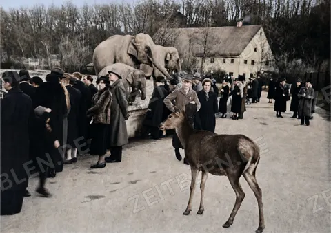 Hirschkuh zwischen Elefanten und Besuchern in Hellabrunn, 1936