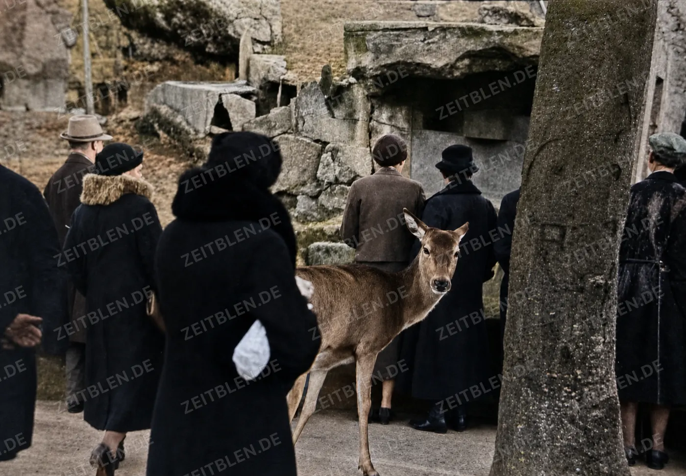 Hirschkuh zwischen Besuchern im Tierpark Hellabrunn