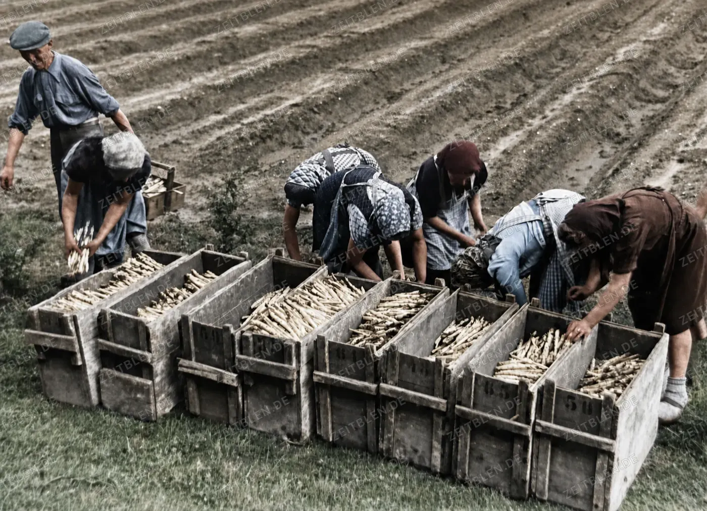 Spargelernte mit Holzkisten