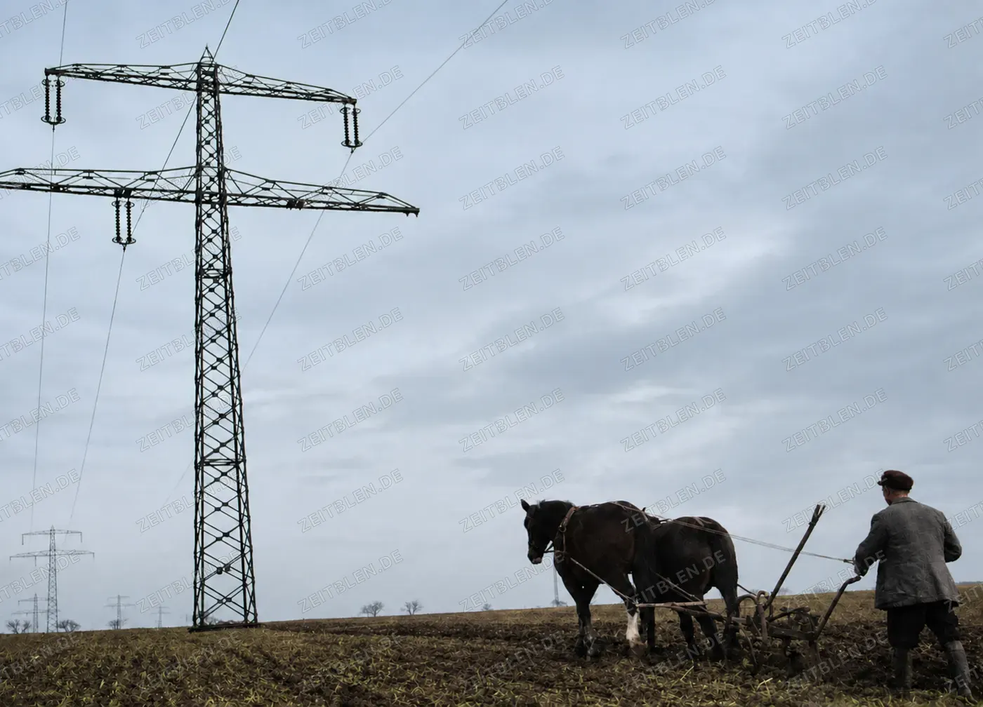 Pferdegespann unter Hochspannungsleitungen in der Magdeburger Börde