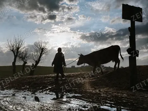 Person mit Kuh auf winterlichem Feldweg in Bayern