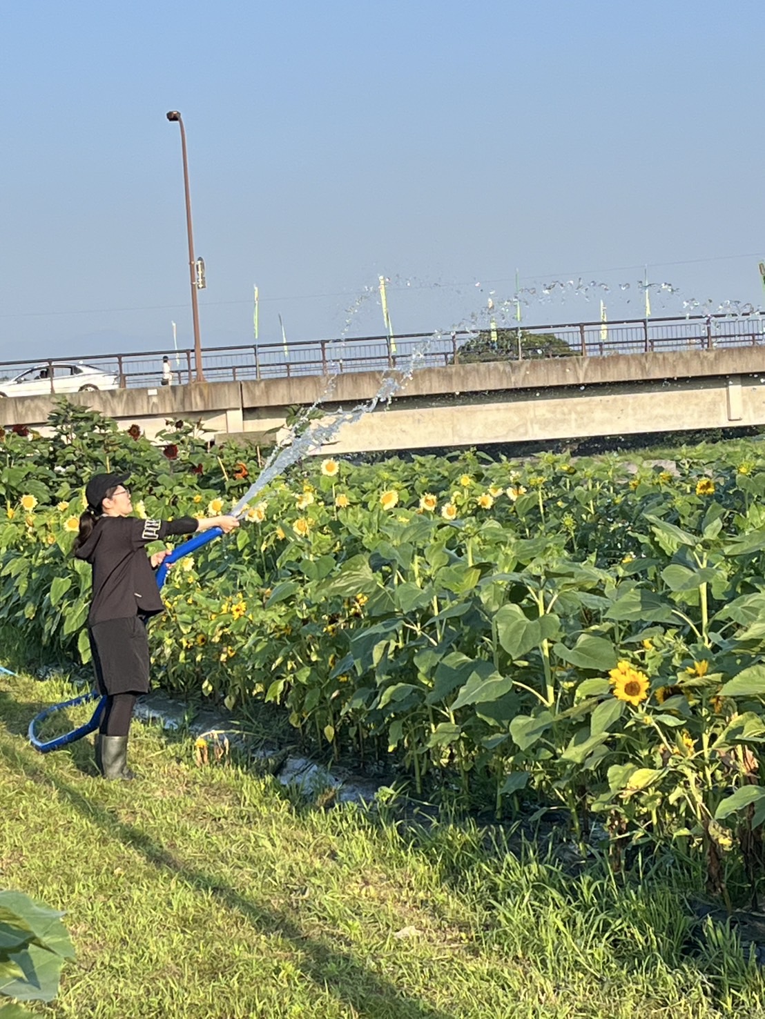 朝日の中でのひまわり畑の水やり作業