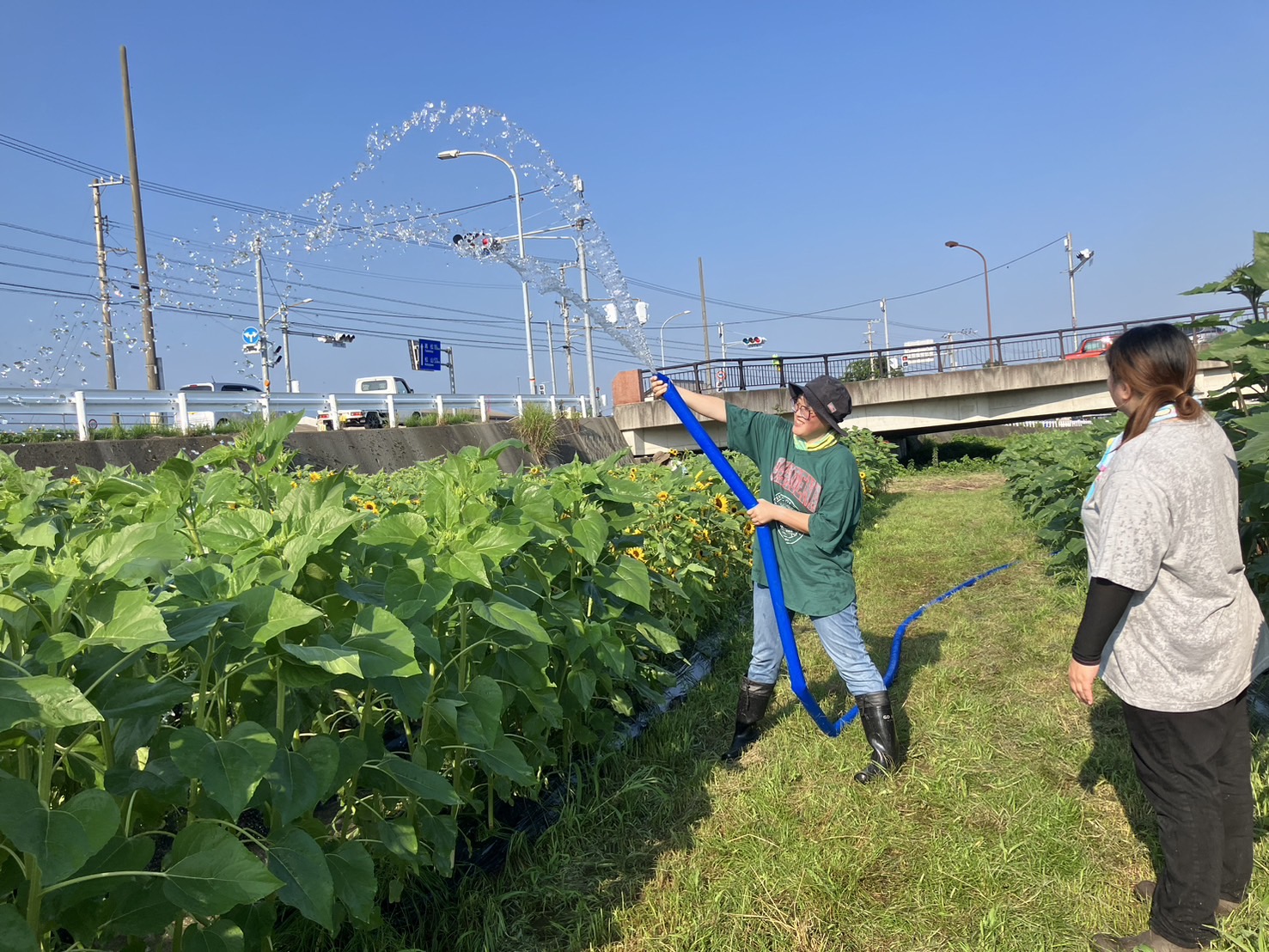 夏の暑さの中で育つひまわり畑