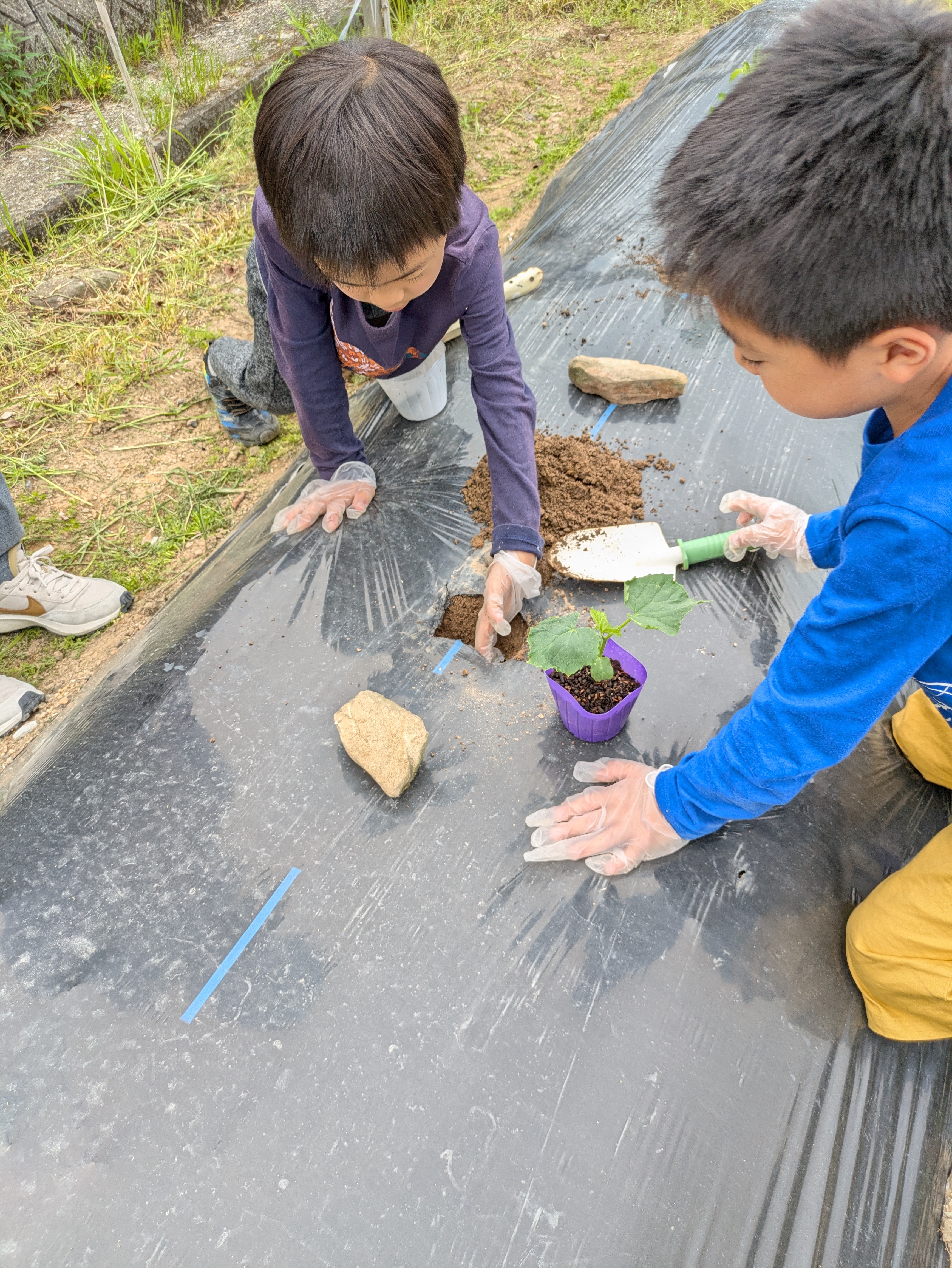 このいろスクールの夏野菜苗植え